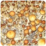 Псилоцибиновые (галлюциногенные)  грибы Psilocybin "Golden Teacher" в Подольске