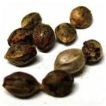 Семена марихуаны АК-47  (Seeds AK-47) в Подольске